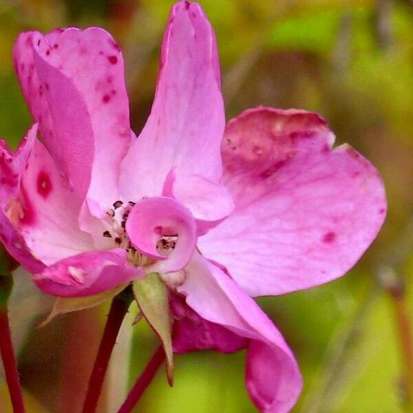 Rosa pendulina ফুল