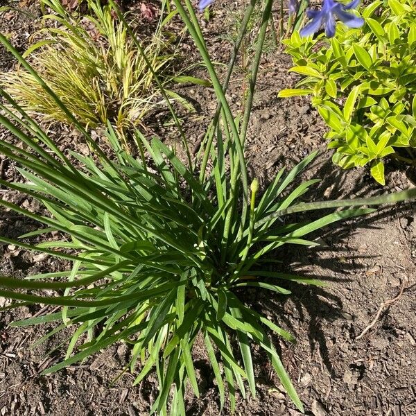 Agapanthus praecox Folla