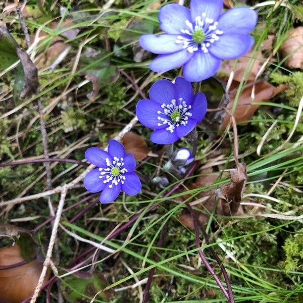 Hepatica nobilis Çiçek