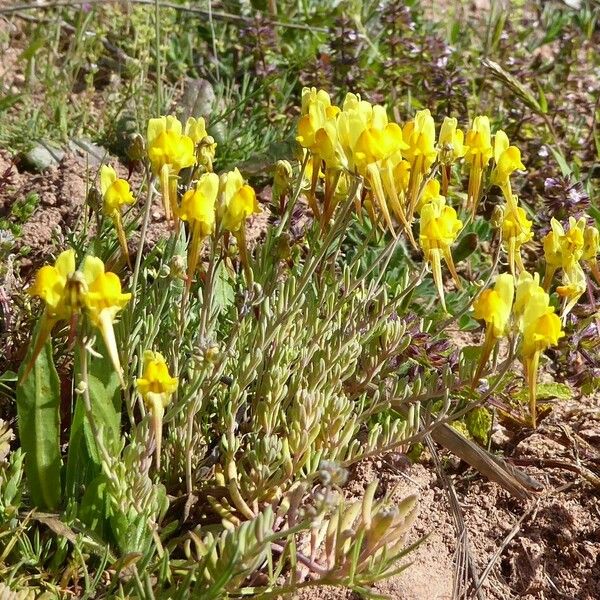 Linaria supina Kwiat