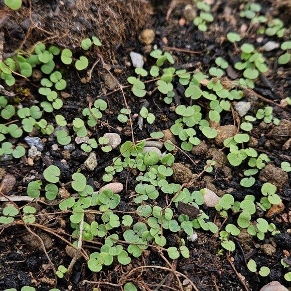 Dichondra micrantha Hábitos