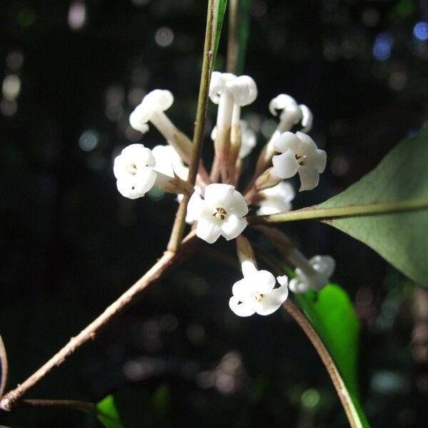 Pittosporum verrucosum Flower