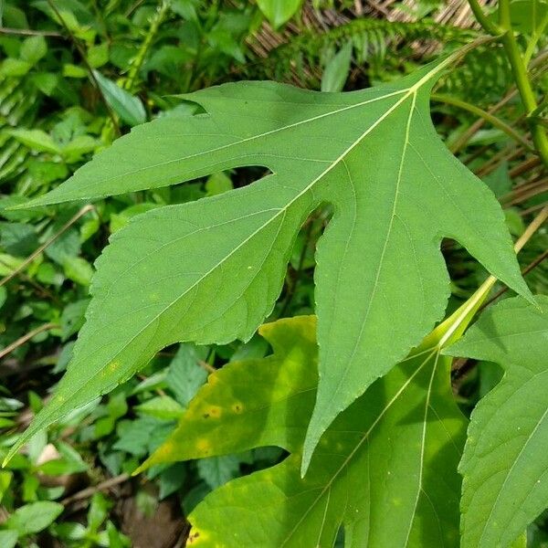 Tithonia diversifolia Листок