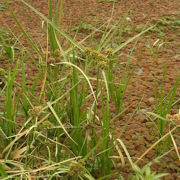 Cyperus blepharoleptos Habitus