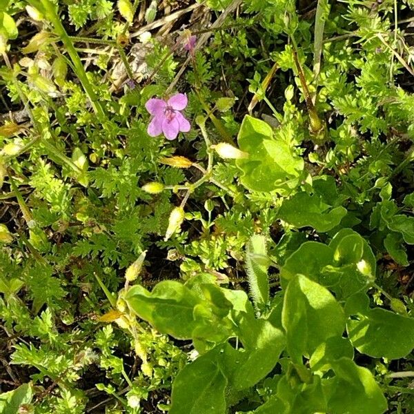 Erodium botrys 花