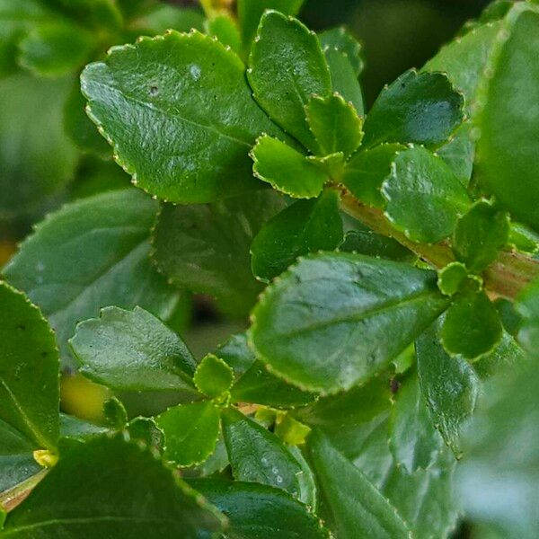 Escallonia rubra Leaf