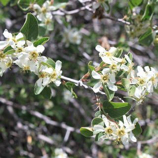 Amelanchier utahensis Flower