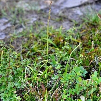 Carex vaginata عادت