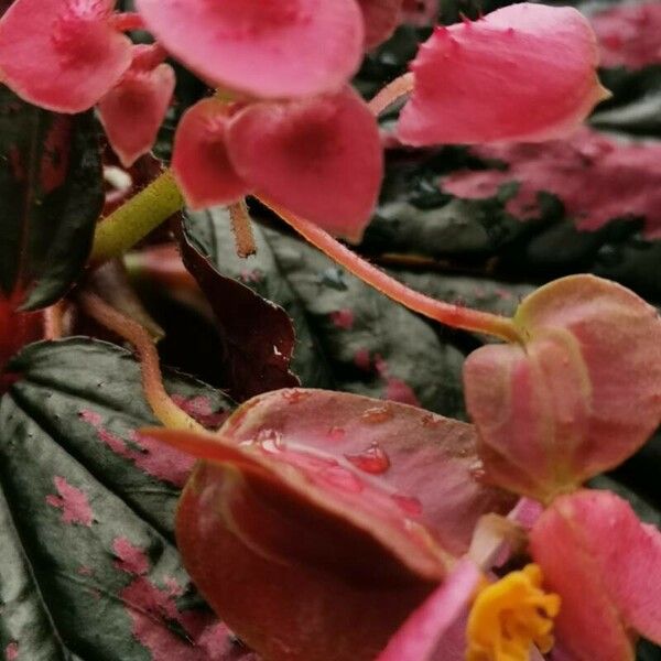Begonia brevirimosa Virág