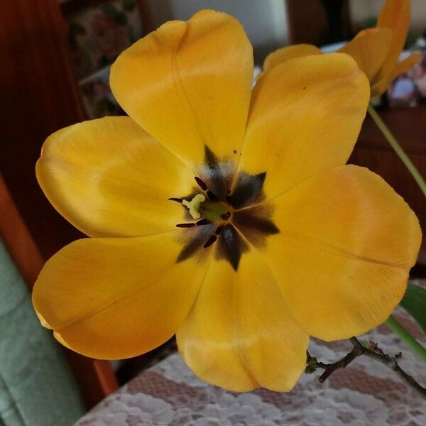 Tulipa gesneriana Flower