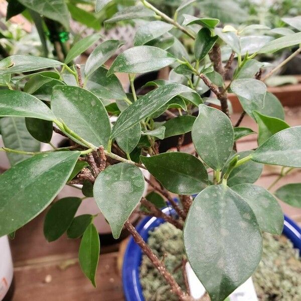 Ficus microcarpa 葉