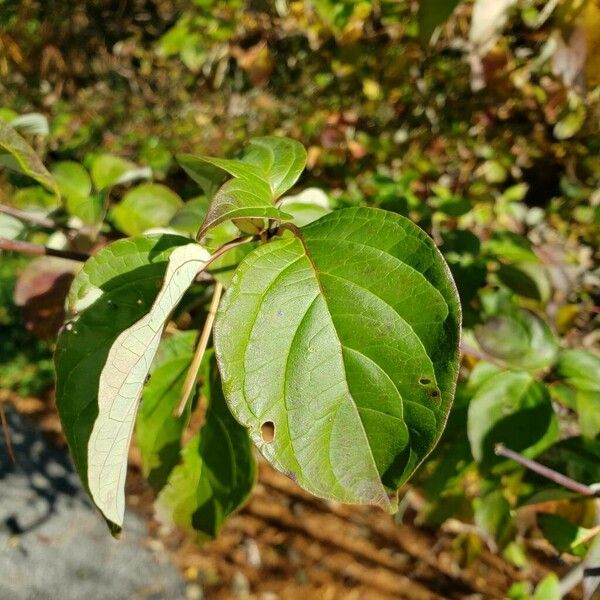 Cornus alternifolia Folio