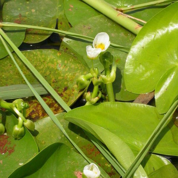 Sagittaria guayanensis Цвят