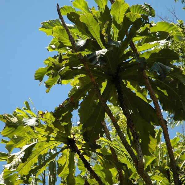 Ficus pseudopalma List