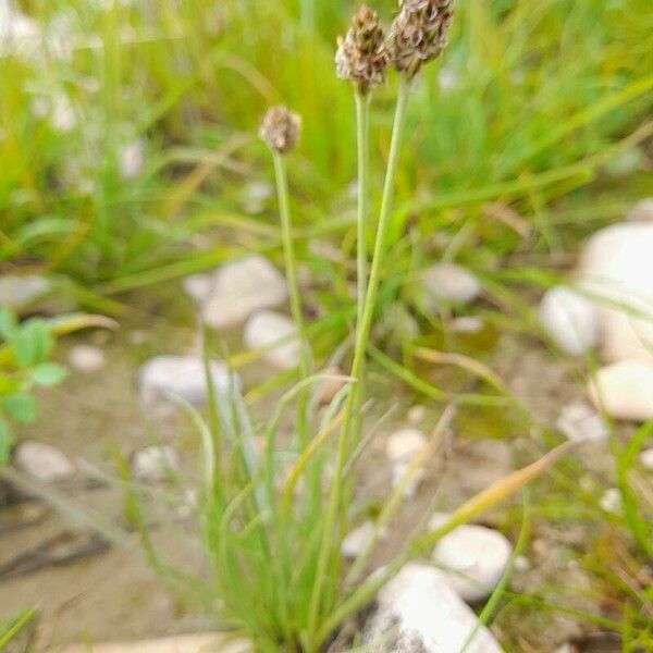 Plantago ovata 形態