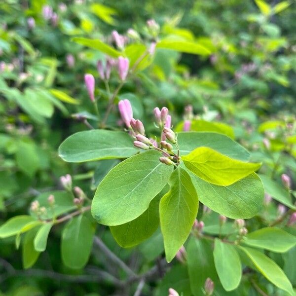 Lonicera tatarica फूल