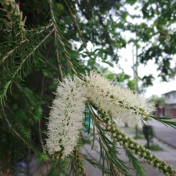 Melaleuca armillaris Žiedas