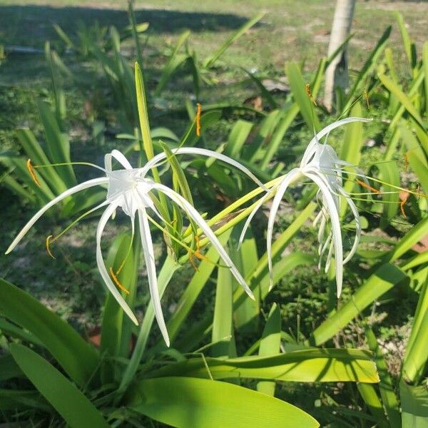 Hymenocallis caribaea Flors