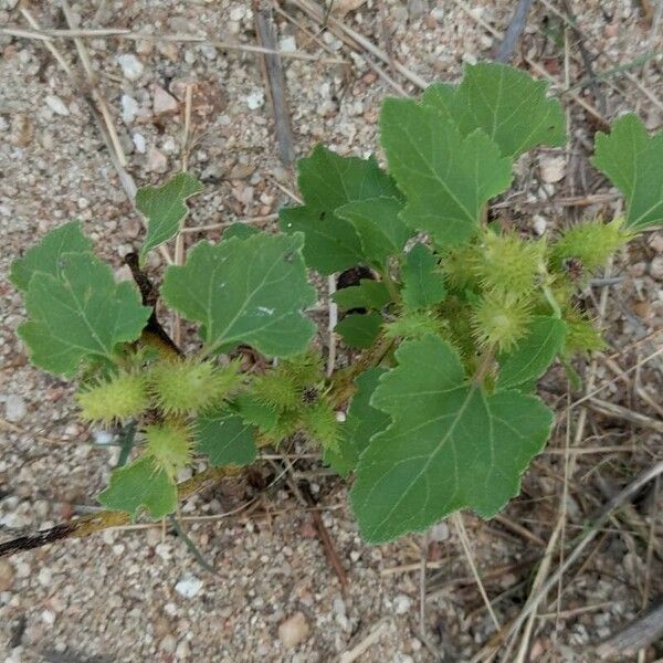 Xanthium strumarium Frunză