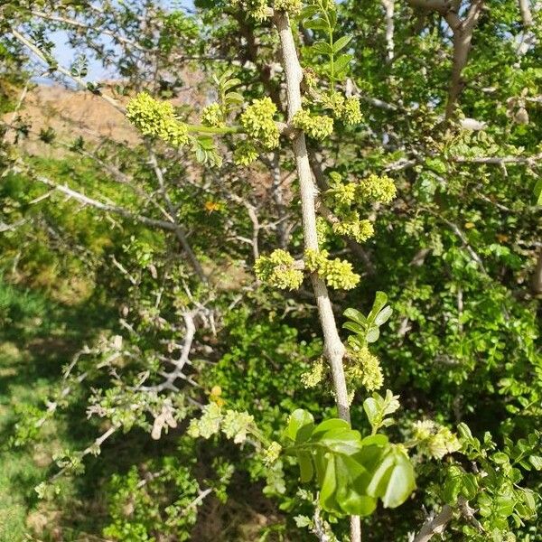 Dalbergia melanoxylon Flower