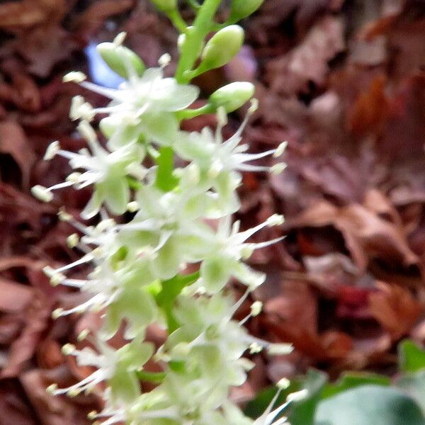 Anredera cordifolia Flor