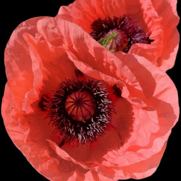 Papaver orientale Blomst