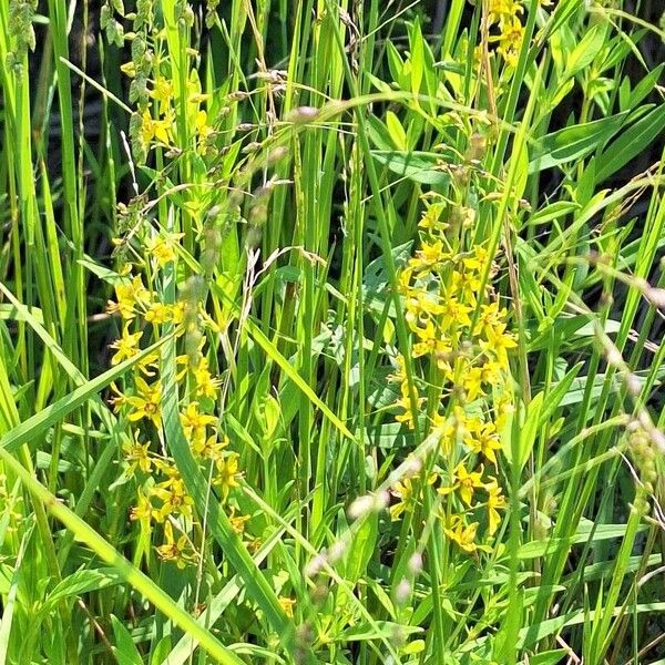 Lysimachia terrestris Květ