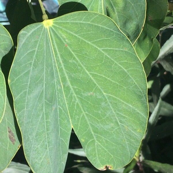 Bauhinia monandra Лист