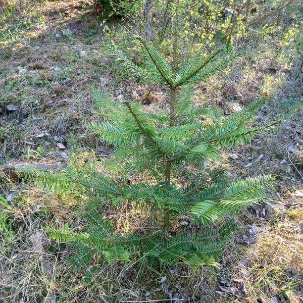 Abies grandis Plante entière