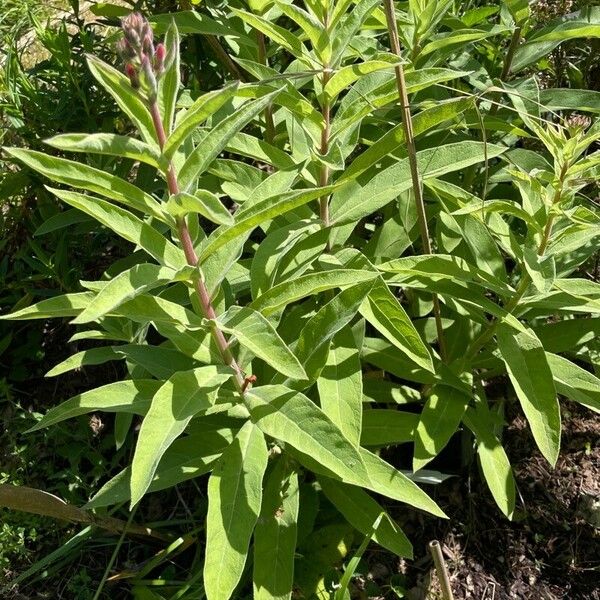 Lobelia tupa برگ