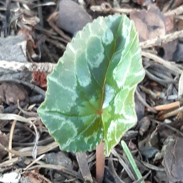 Cyclamen hederifolium Hostoa