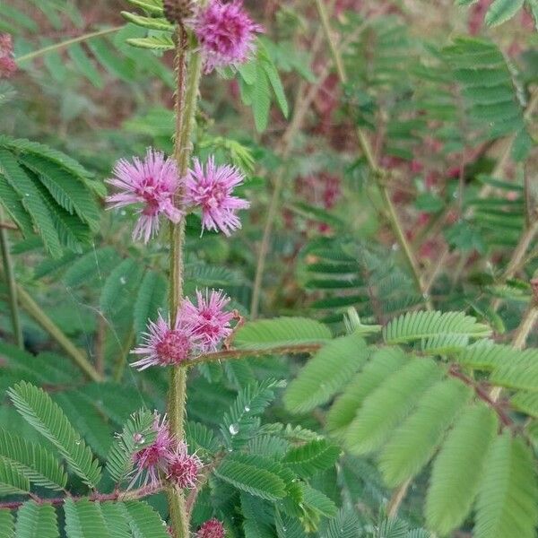 Mimosa diplotricha ᱵᱟᱦᱟ