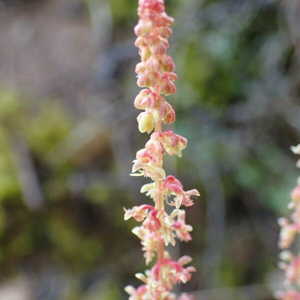 Rumex bucephalophorus Kvet