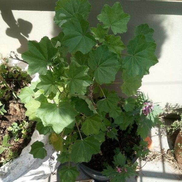 Malva arborea Feuille