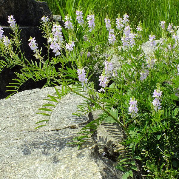 Galega officinalis Hábito