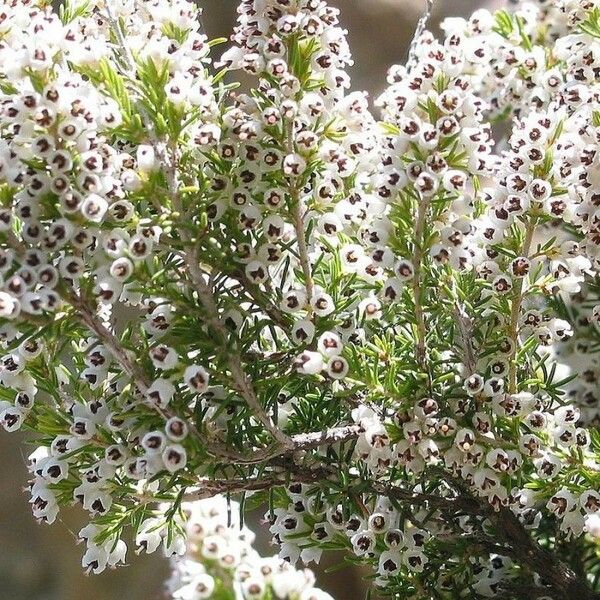 Erica arborea Virág