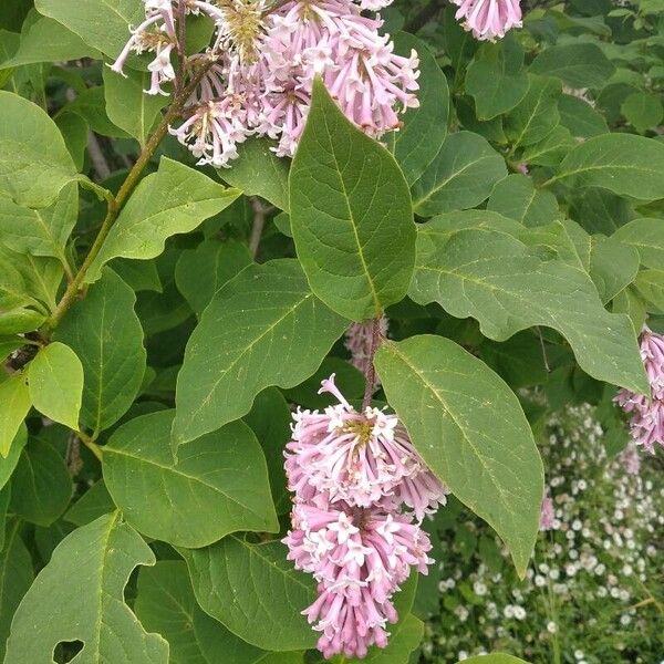 Syringa josikaea Квітка