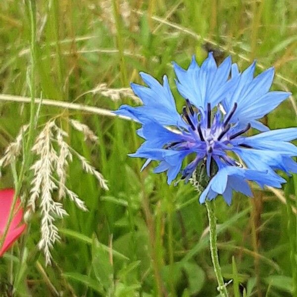 Centaurea cyanus Kwiat