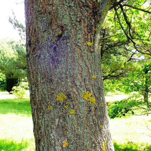 Paulownia tomentosa Coajă