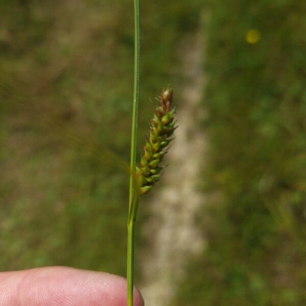 Carex distans Fleur