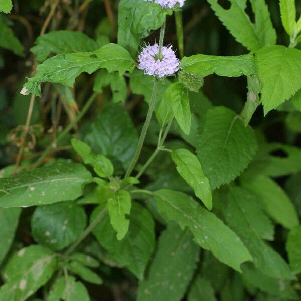 Blephilia hirsuta Hábito