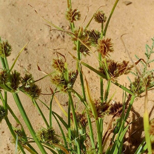 Cyperus squarrosus ᱵᱟᱦᱟ