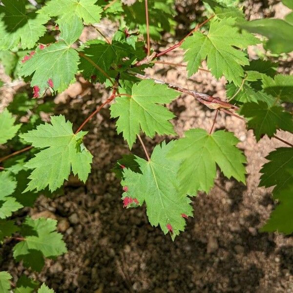 Acer glabrum Leaf