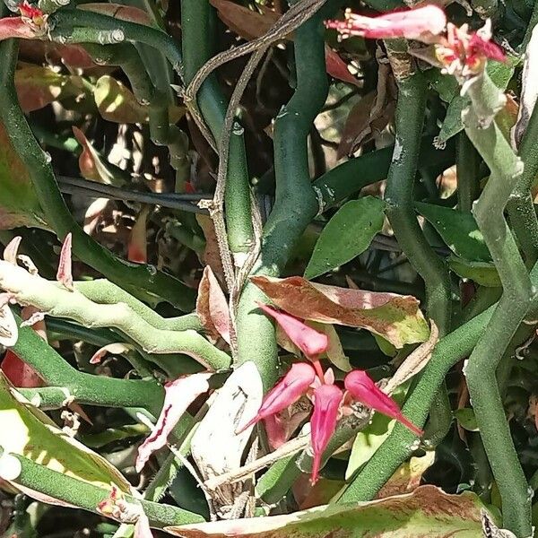 Euphorbia tithymaloides Flower