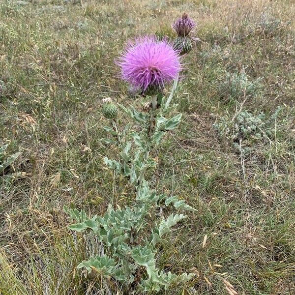 Cirsium undulatum Cvet