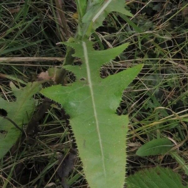 Sonchus arvensis Leaf