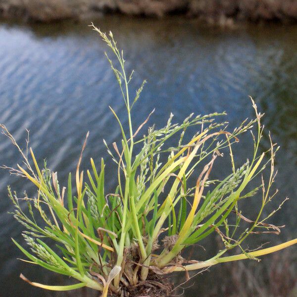 Poa infirma Habitus