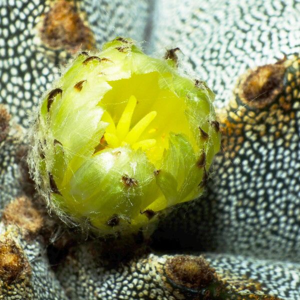 Astrophytum myriostigma Flor