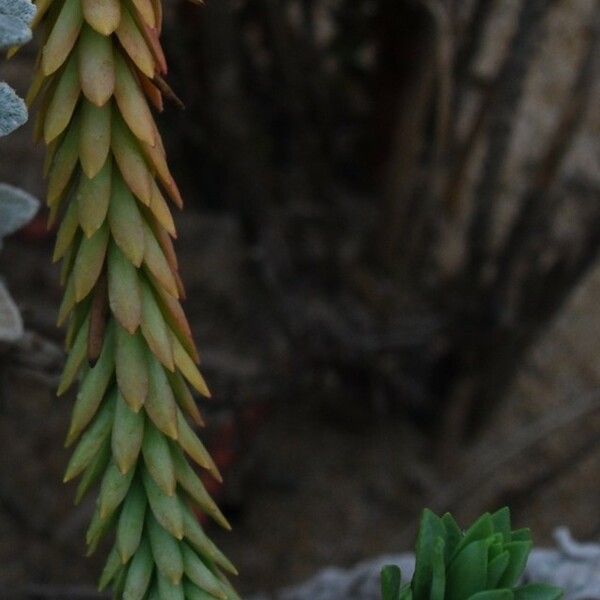 Euphorbia paralias Folla