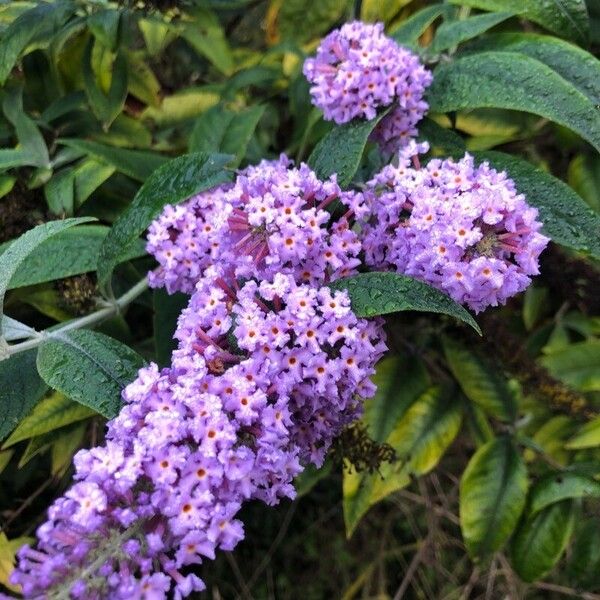 Buddleja davidii Květ